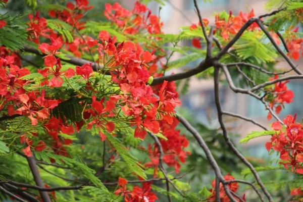 凤凰花的花语,寓意思念、离别等
