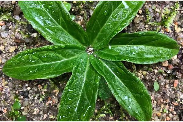 怎么种植七叶一枝花,每隔1-2周追施一次氮肥