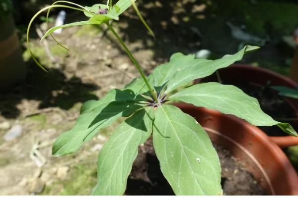 怎么种植七叶一枝花,每隔1-2周追施一次氮肥