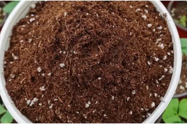 怎么种植七叶一枝花,每隔1-2周追施一次氮肥