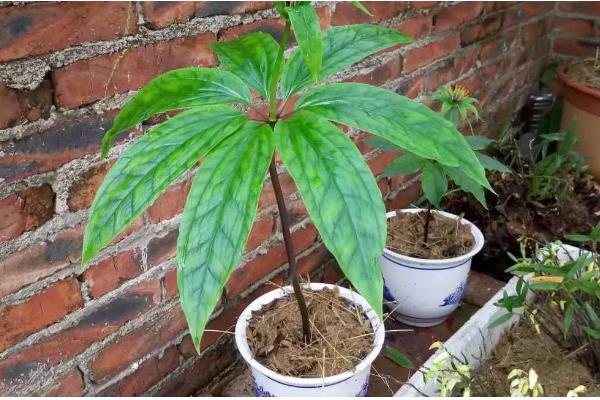 怎么种植七叶一枝花,每隔1-2周追施一次氮肥