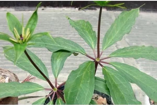 怎么种植七叶一枝花,每隔1-2周追施一次氮肥