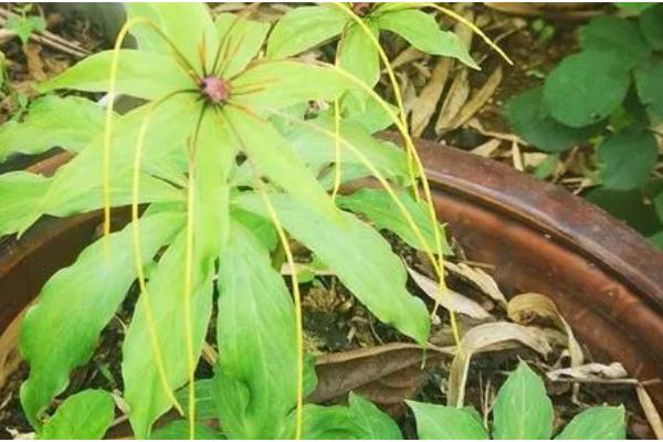 怎么种植七叶一枝花,每隔1-2周追施一次氮肥