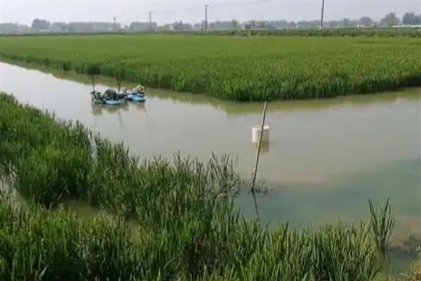 龙虾喜欢什么环境，喜欢生长在新水和活水中