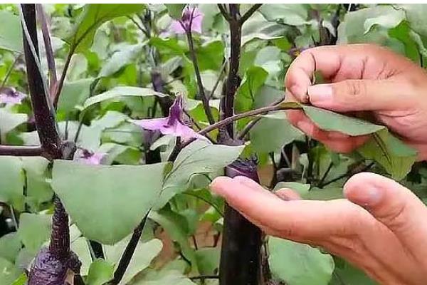 茄子怎样打叉，应选在天气晴朗的中午进行