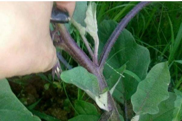 茄子怎样打叉，应选在天气晴朗的中午进行
