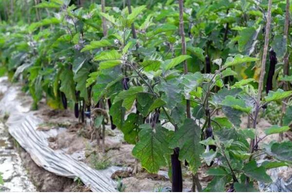 茄子怎样打叉，应选在天气晴朗的中午进行