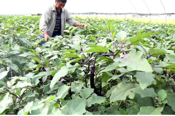 茄子怎样打叉，应选在天气晴朗的中午进行