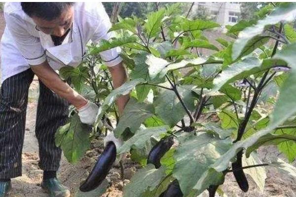 茄子怎样打叉，应选在天气晴朗的中午进行