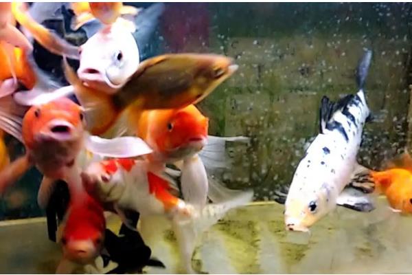 造浪泵一直开着好吗，一直开着不好