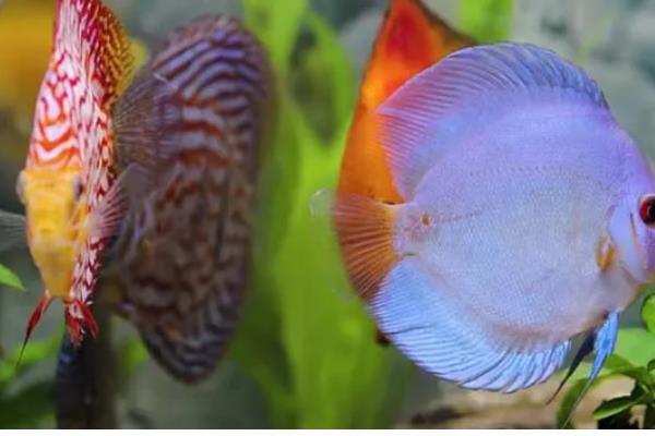 造浪泵一直开着好吗，一直开着不好