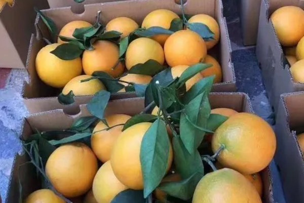 脐橙购买时怎么挑选，可以看表皮、颜色等