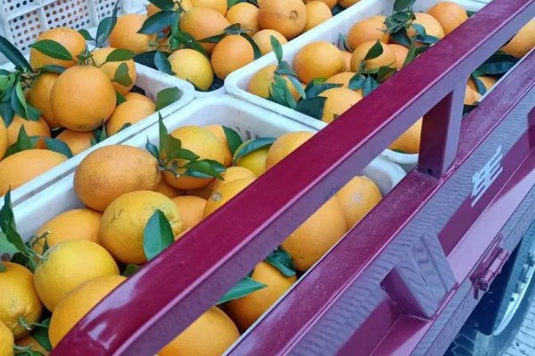 脐橙购买时怎么挑选，可以看表皮、颜色等