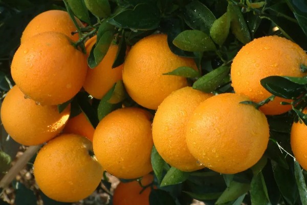 脐橙购买时怎么挑选，可以看表皮、颜色等