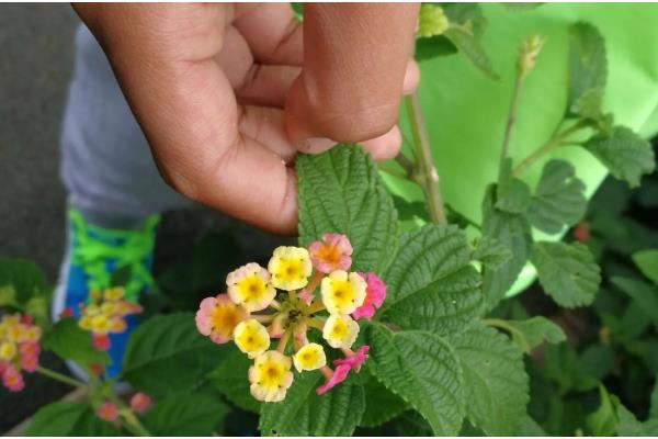 五色梅怎么修剪,春季将植株上刚刚萌发的新芽摘除