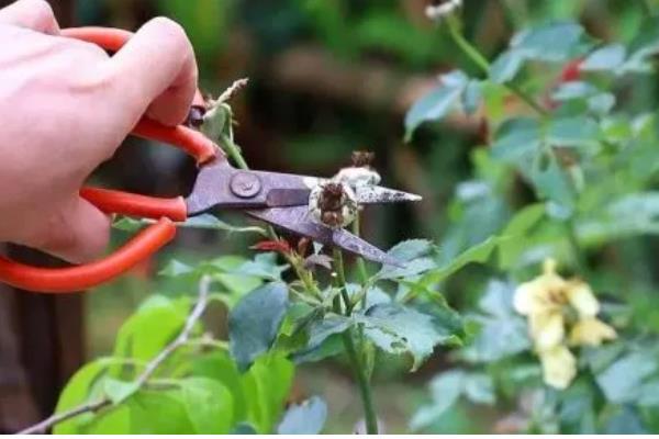 五色梅怎么修剪,春季将植株上刚刚萌发的新芽摘除