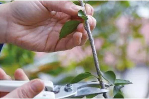 五色梅怎么修剪,春季将植株上刚刚萌发的新芽摘除