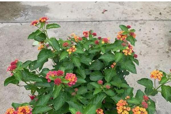 五色梅怎么修剪,春季将植株上刚刚萌发的新芽摘除