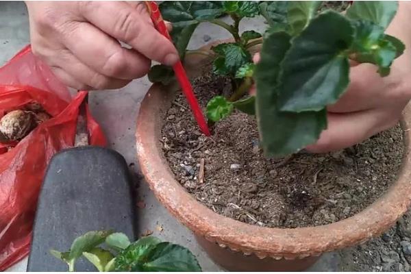 五色梅怎么修剪,春季将植株上刚刚萌发的新芽摘除