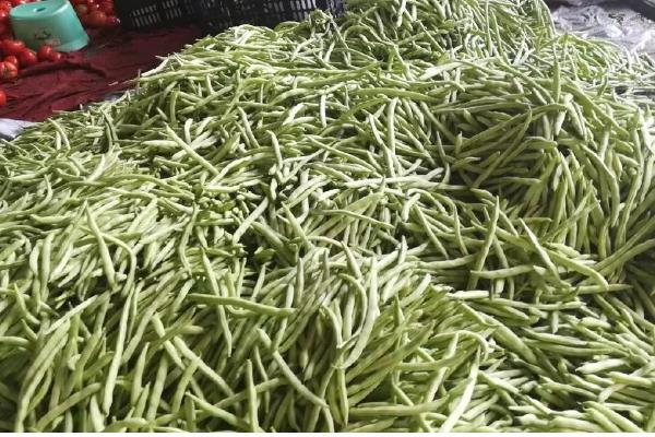 四季豆在几月份上市，是在5月末、6月
