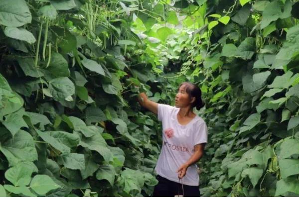 四季豆在几月份上市，是在5月末、6月