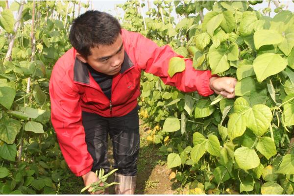 四季豆在几月份上市，是在5月末、6月