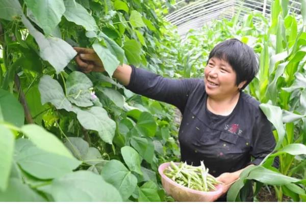 四季豆在几月份上市，是在5月末、6月