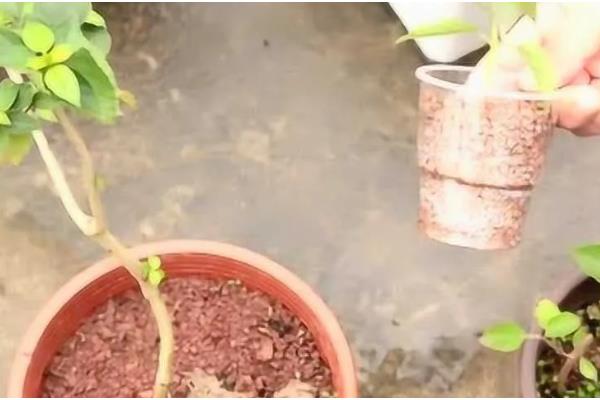 五色梅怎么修剪,春季将植株上刚刚萌发的新芽摘除