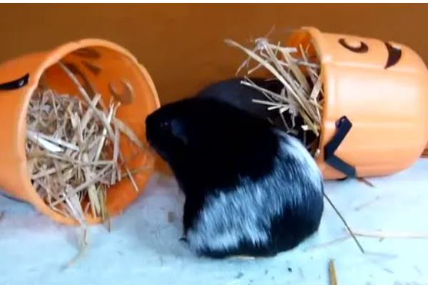 怎样让豚鼠开心，可以给其提供纸团