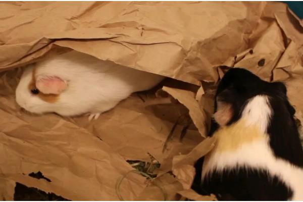 怎样让豚鼠开心，可以给其提供纸团