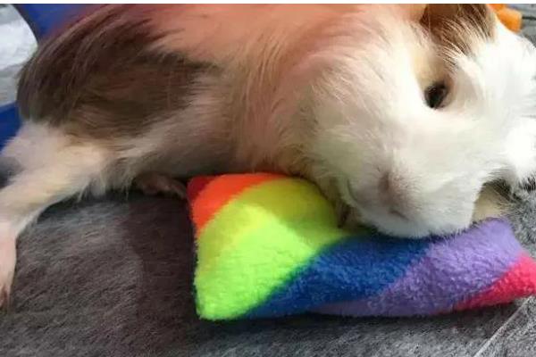 怎样让豚鼠开心，可以给其提供纸团