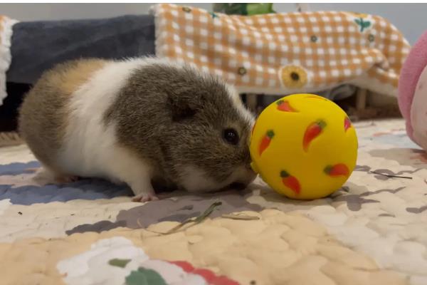 怎样让豚鼠开心，可以给其提供纸团