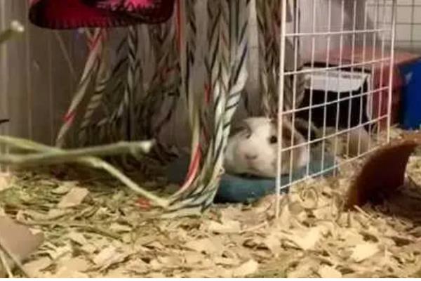 怎样让豚鼠开心，可以给其提供纸团