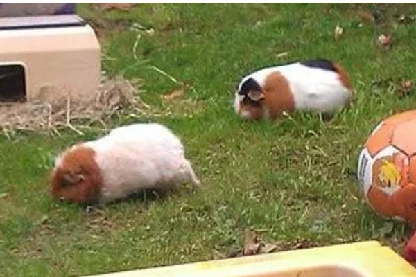 怎样让豚鼠开心，可以给其提供纸团