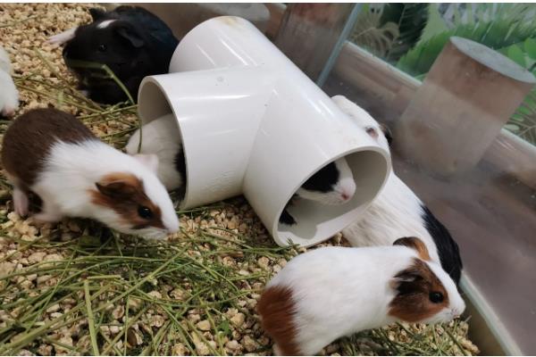 怎样让豚鼠开心，可以给其提供纸团