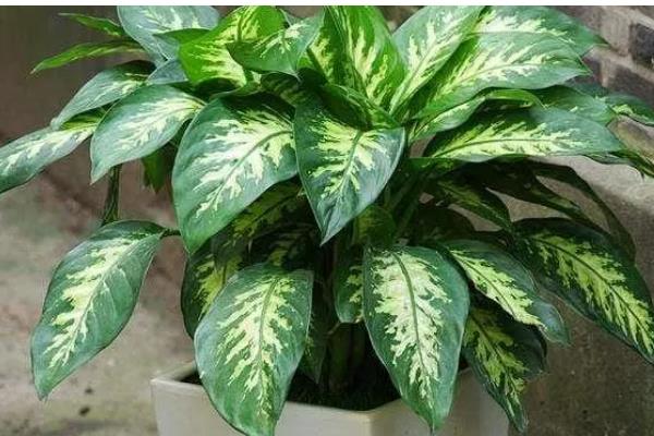 斑马万年青的养殖方法，每年的春天换盆一次