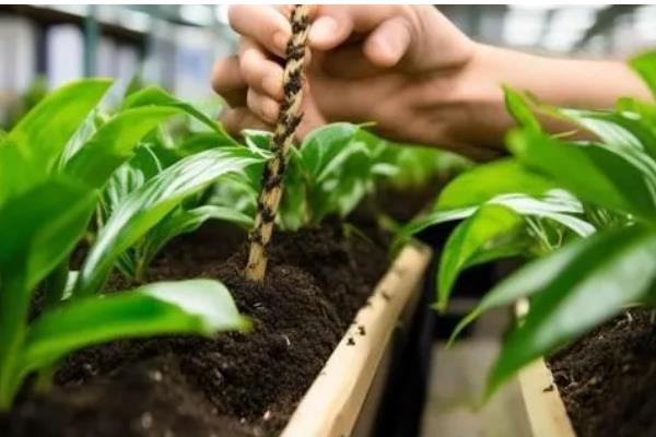 斑马万年青的养殖方法，每年的春天换盆一次