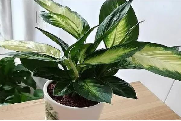 斑马万年青的养殖方法，每年的春天换盆一次