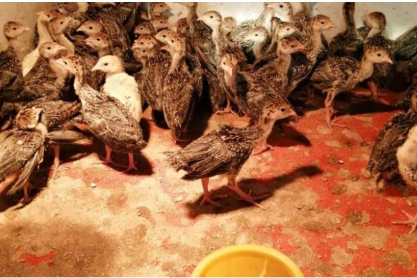 避免火鸡苗死亡的方法,把温度保持在15-30℃