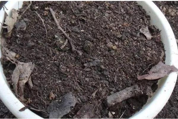 兰花怎么养殖，春夏秋三季要遮阴