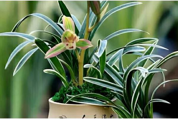 兰花怎么养殖，春夏秋三季要遮阴