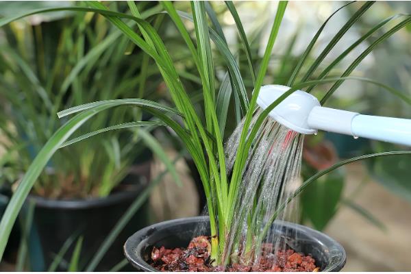 兰花怎么养殖，春夏秋三季要遮阴