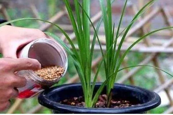 兰花怎么养殖，春夏秋三季要遮阴