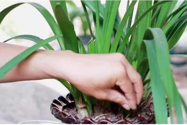 兰花怎么养殖，春夏秋三季要遮阴