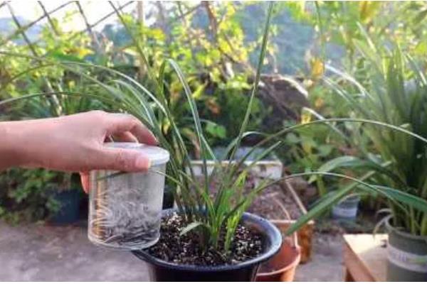 兰花怎么养殖，春夏秋三季要遮阴