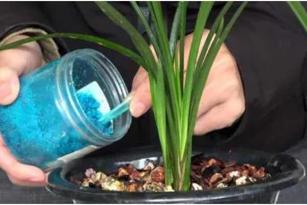 兰花怎么养殖，春夏秋三季要遮阴