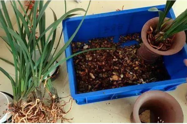 兰花怎么养殖，春夏秋三季要遮阴