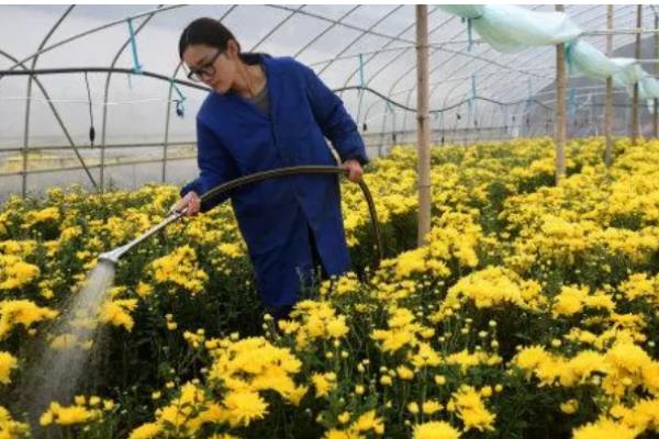 防治菊花病虫害的方法，发生叶枯病可交替喷施波尔多液和托布津