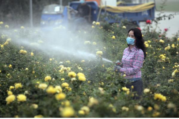 防治菊花病虫害的方法，发生叶枯病可交替喷施波尔多液和托布津