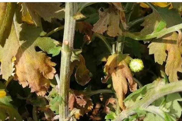 防治菊花病虫害的方法，发生叶枯病可交替喷施波尔多液和托布津